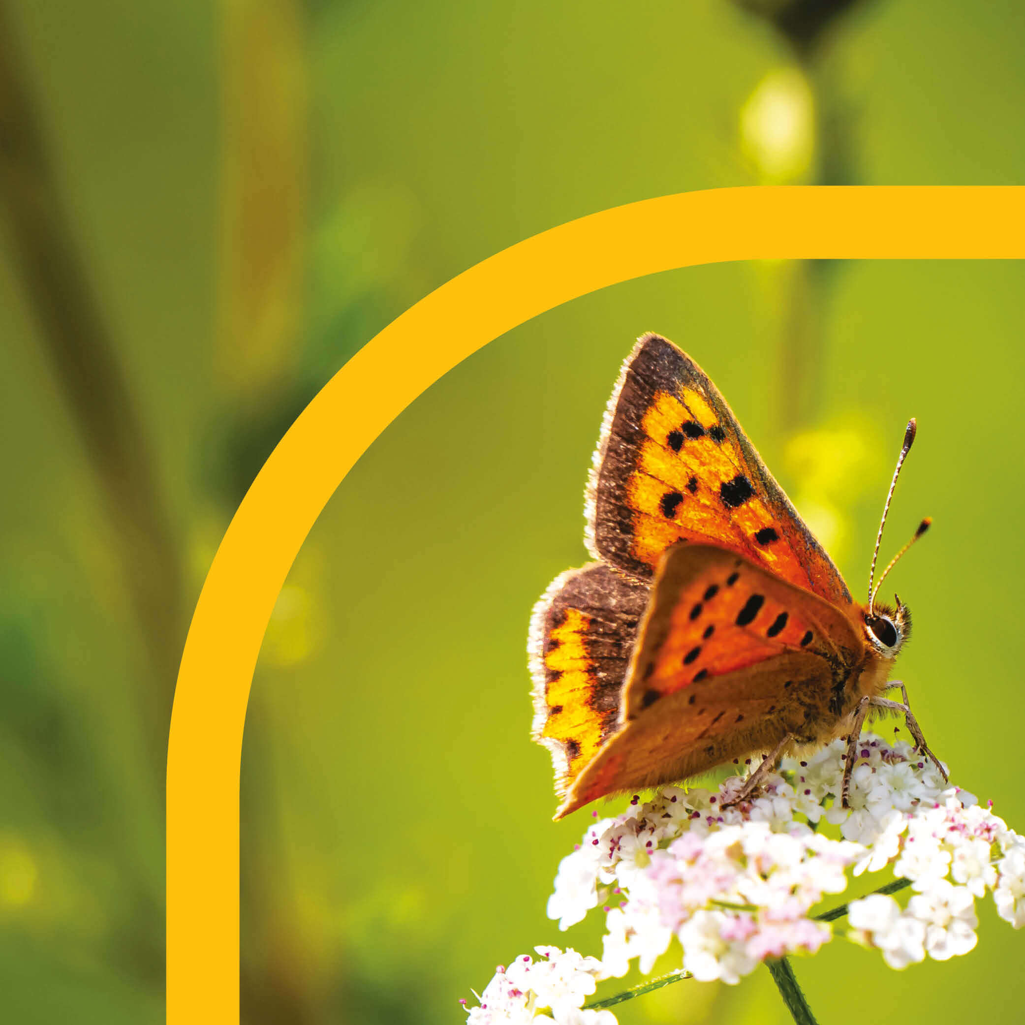 Burton Reid Associates header